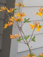 Rhododendron calendulaceum