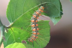 Philaethria dido