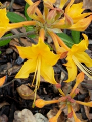 Rhododendron calendulaceum
