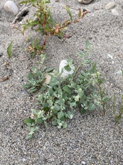 Chenopodium karoi