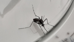Aedes albopictus