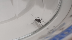 Aedes albopictus