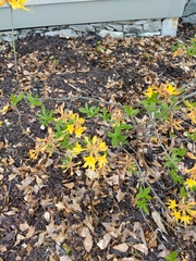 Rhododendron calendulaceum