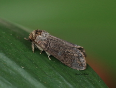 Cossinae