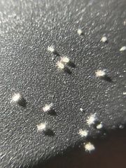 Thyreophagus entomophagus