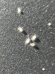 Thyreophagus entomophagus