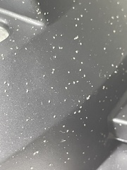 Thyreophagus entomophagus