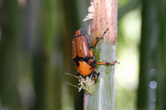 Cyrtotrachelus thompsoni