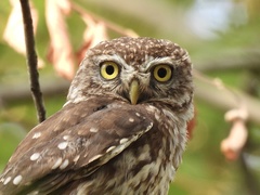 Athene noctua indigena