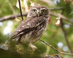 Athene noctua indigena