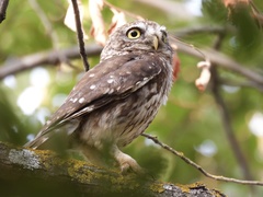 Athene noctua indigena