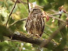 Athene noctua indigena