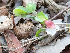 Torenia polygonoides