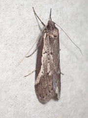 Philobota stella