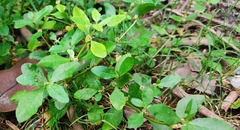 Alternanthera sessilis