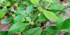 Alternanthera sessilis