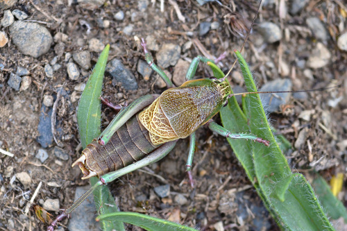 Psorodonotus venosus