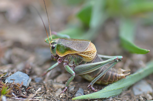 Psorodonotus venosus