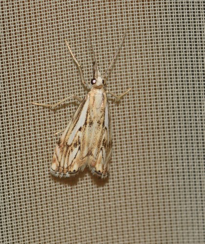 Chequered Grass-veneer, 1452 Ilpendam, Niederlande, photo 6 of 10