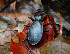 Carabus creutzeri