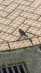 Fringilla coelebs gengleri