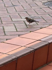 Fringilla coelebs gengleri