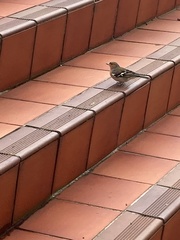 Fringilla coelebs gengleri