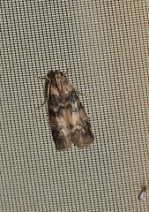 Euzophera pinguis