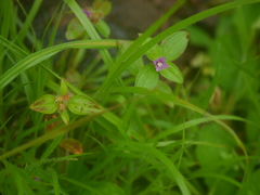 Osbeckia muralis