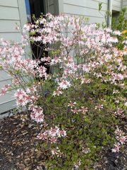 Rhododendron periclymenoides