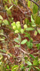 Platanthera blephariglottis blephariglottis
