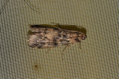 Euzophera pinguis
