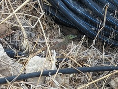 Lacerta trilineata polylepidota