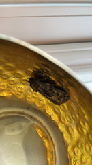 Apamea monoglypha