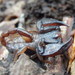 Euscorpius kinzelbachi - Photo (c) Ioannis Ekklisiarchos, some rights reserved (CC BY-NC), uploaded by Ioannis Ekklisiarchos