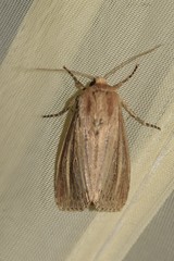 Nonagria typhae