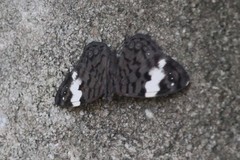 Ectima thecla astricta