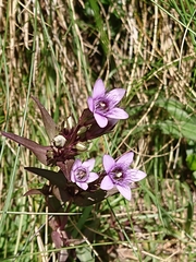 Gentianella ramosa