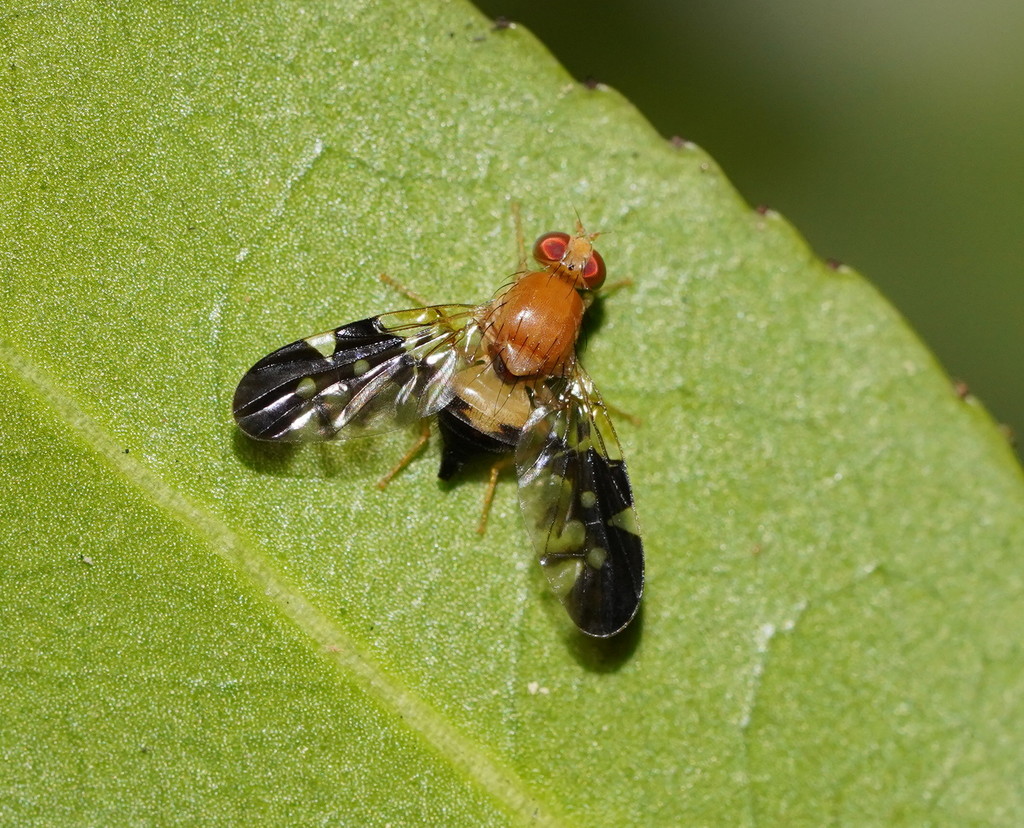 Island Fly