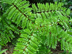Caesalpinia vernalis