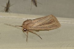 Nonagria typhae