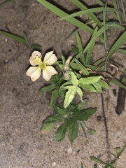 Oenothera humifusa