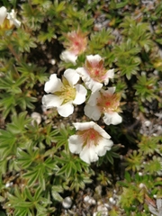 Potentilla clusiana