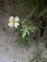 Oenothera humifusa