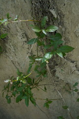 Alternanthera ficoidea