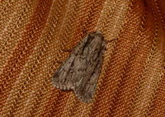 Dichagyris signifera