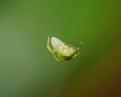 Cetratus