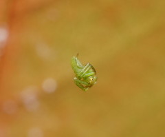 Cetratus