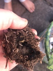Insecta