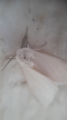 Hyphantria cunea